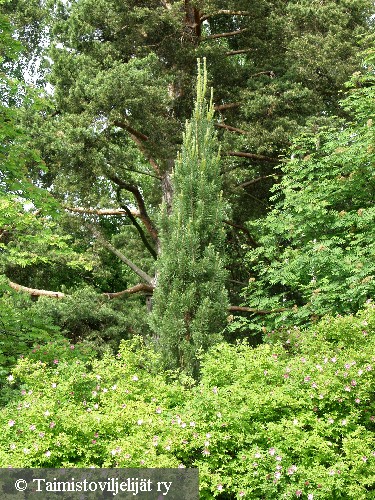 Pinus sylvestris 'Fastigiata'